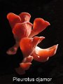 Pleurotus djamor-amf2122